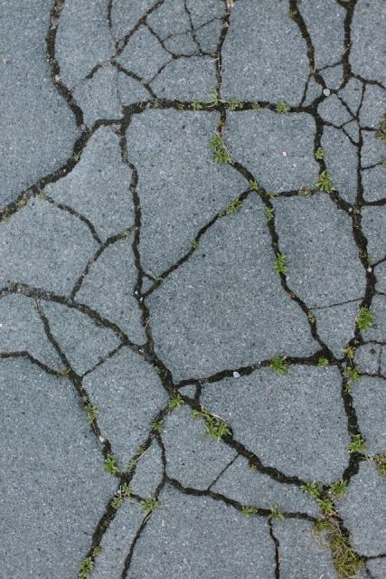 Weeds breaking through asphalt – sign of poor website maintenance Weeds growing through cracked asphalt symbolising neglected website maintenance
